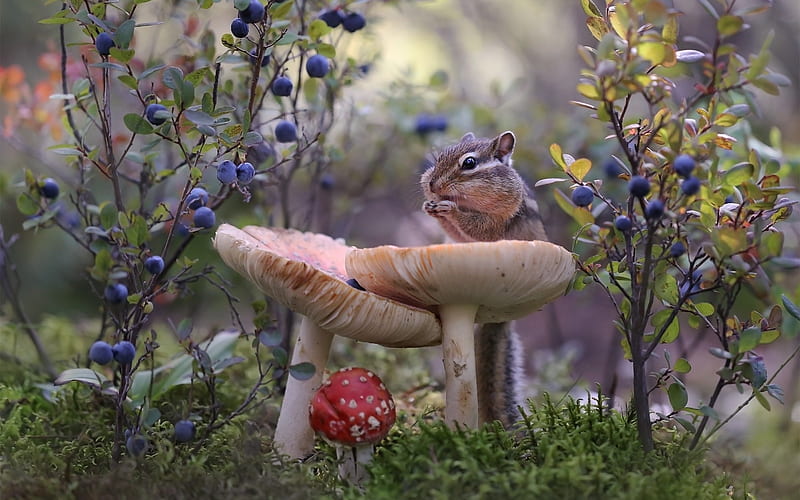 Chipmunk on Mushroom, animal, chipmunk, bilberries, mushrooms, HD wallpaper
