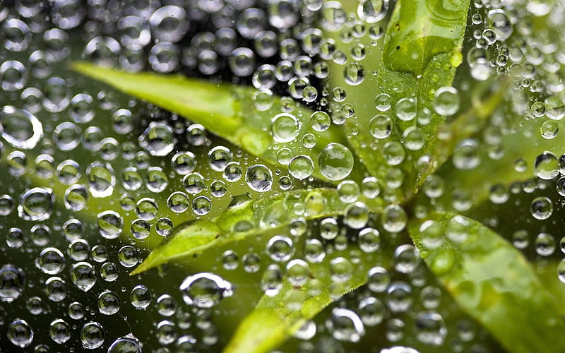 Morning dew on spider web, HD wallpaper
