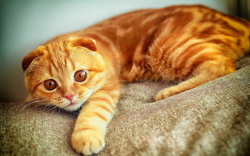 ginger cat, domestic pet, cats, cat breeds, British cat, HD wallpaper