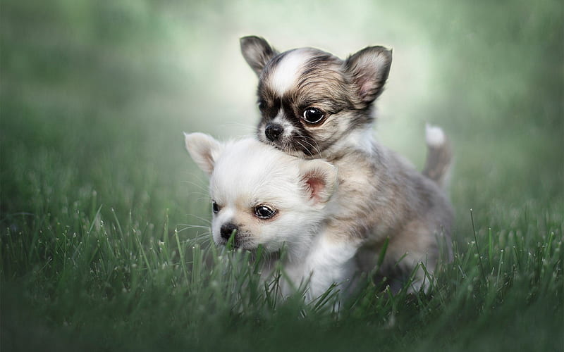 Chihuahua, small puppies, small dogs, white puppy Chihuahua, green grass, pets, dogs, HD wallpaper