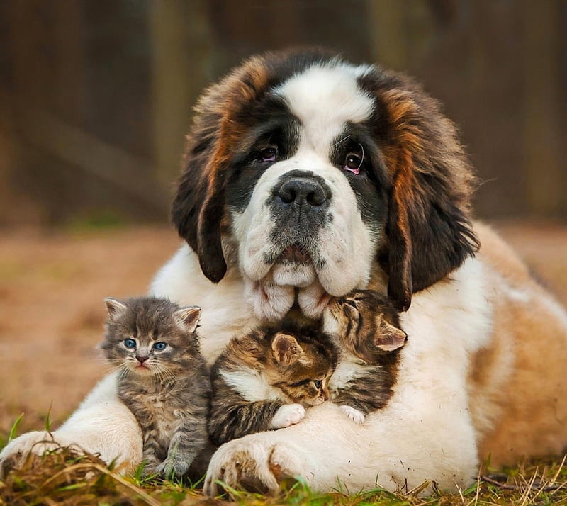 Dog and small Cats, dog, friends, lovely, small cats, HD wallpaper