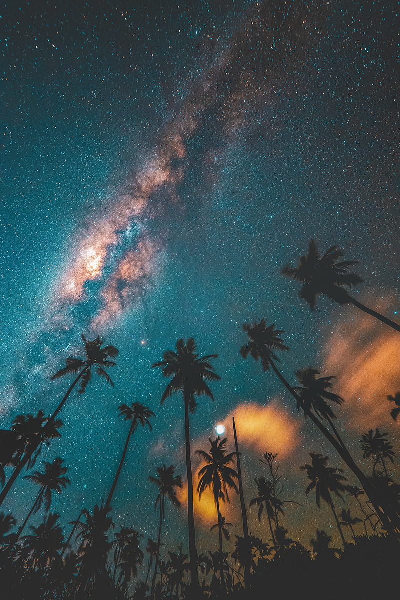 palm trees, starry sky, night, dark, HD phone wallpaper