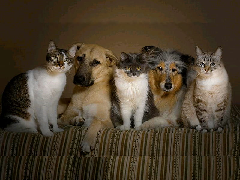 THE FIVE OF US, cute, five, pets, cats, animals, dogs, friends, HD  wallpaper | Peakpx