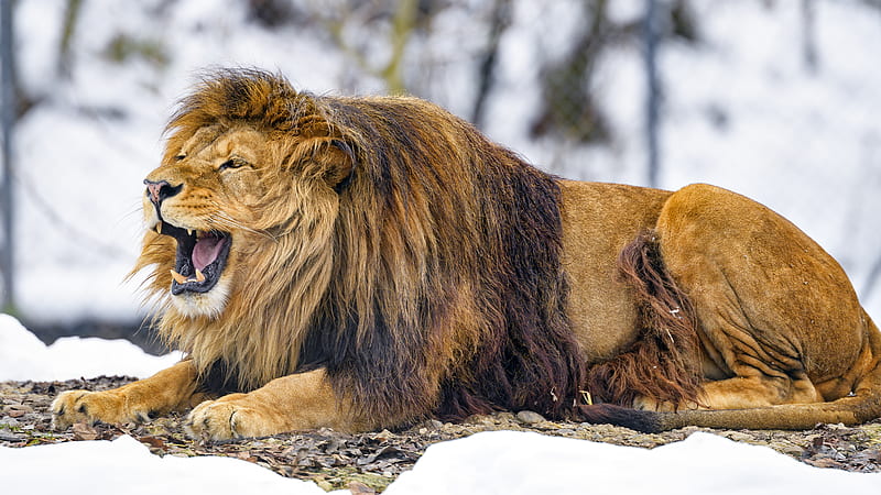 lion, grin, animal, predator, king of beasts, HD wallpaper