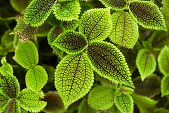 HD pilea wallpapers | Peakpx