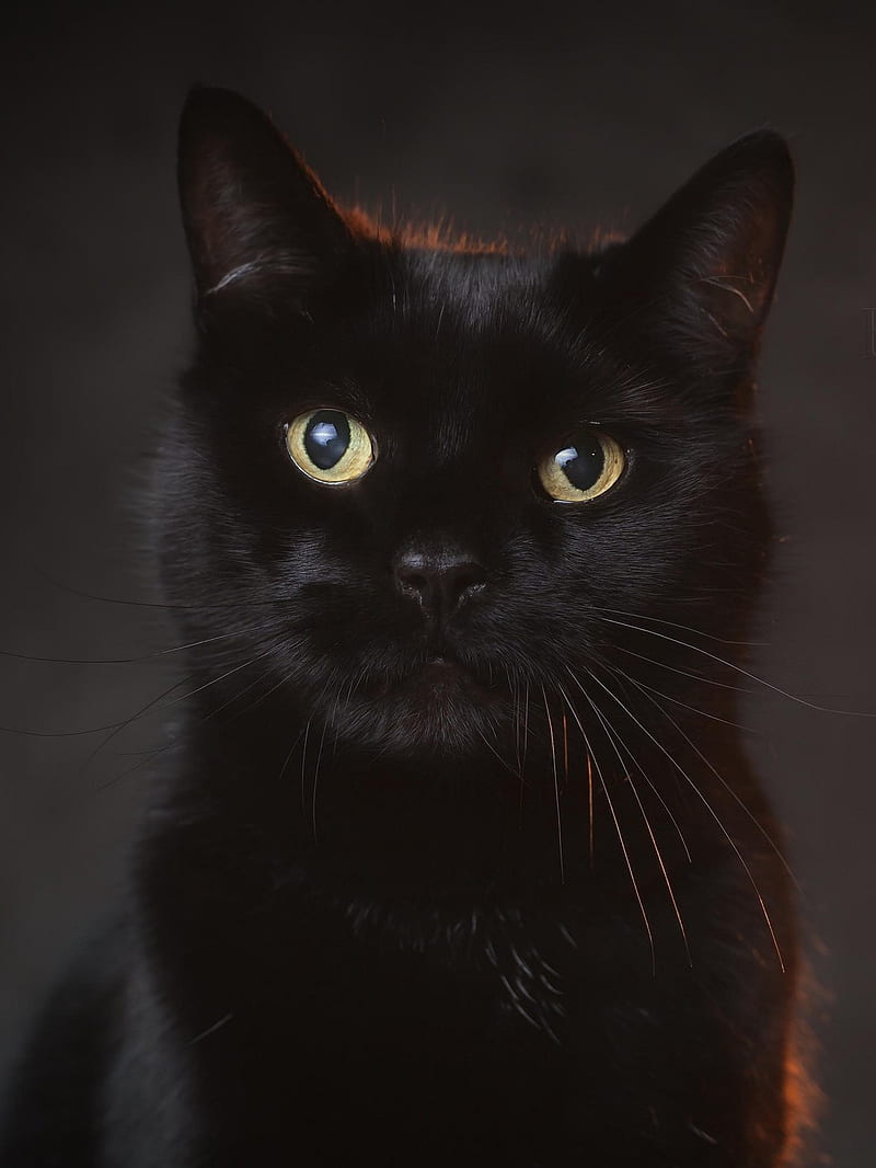 Black Cat, background, cats, cute, dark, halloween, kitten, meow, nice, HD phone wallpaper