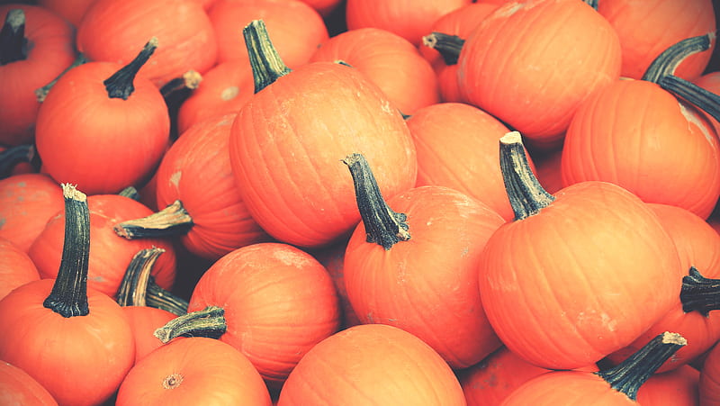 pumpkins, halloween, october, scary, spooky, HD wallpaper
