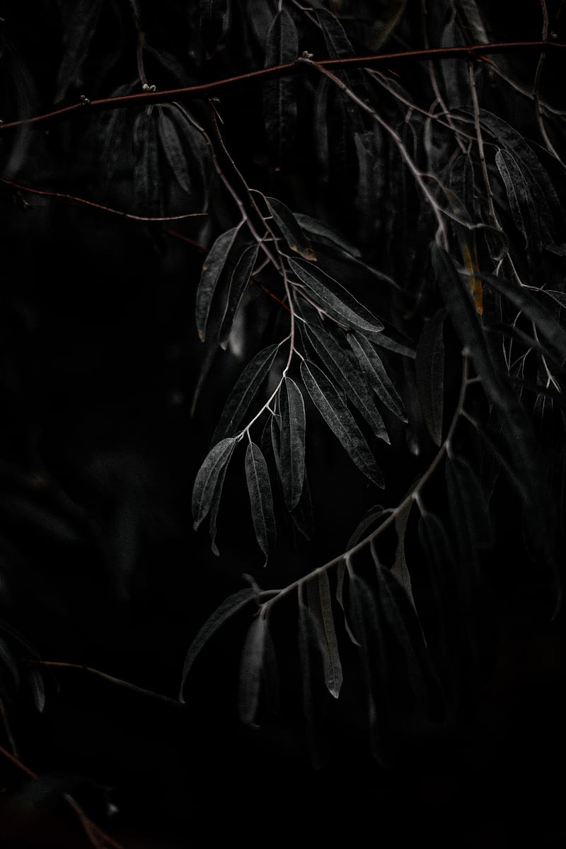 willow, branch, leaves, tree, HD phone wallpaper