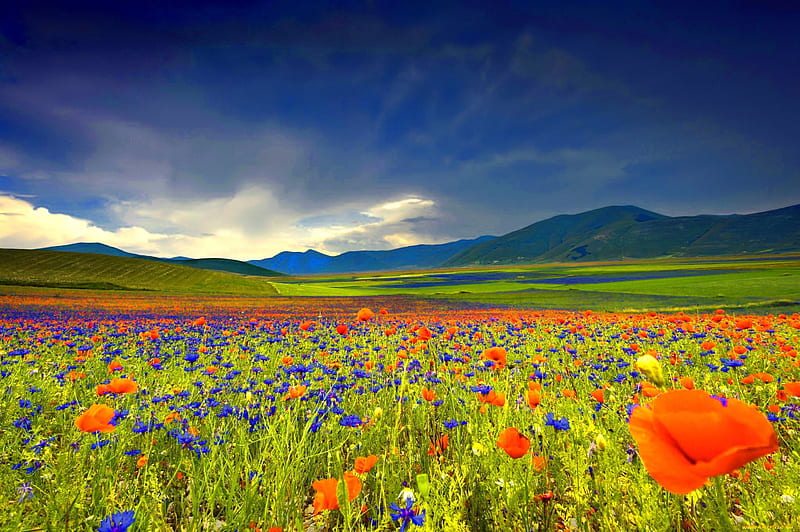 Premium Photo | Summer nature concept beautiful landscape with red poppy  flowers and sunny day with blue sky