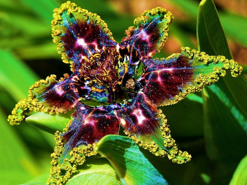 Hermosa ferraria exótica, ferraria, flores, exótico, naturaleza, Fondo de pantalla HD | Peakpx Hermosa ferraria exótica, ferraria, flores, exótico, naturaleza, Fondo de pantalla HD | Peakpx