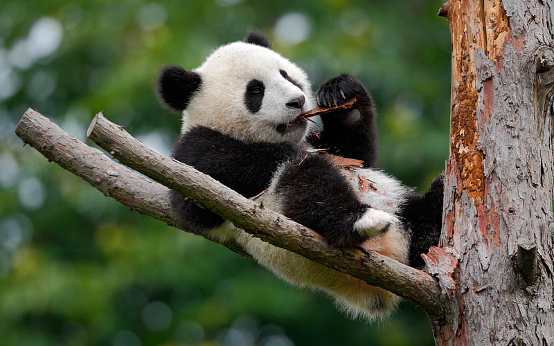 small panda, tree, cute animals, funny panda, zoo, cub, bears, Ailuropoda, HD wallpaper