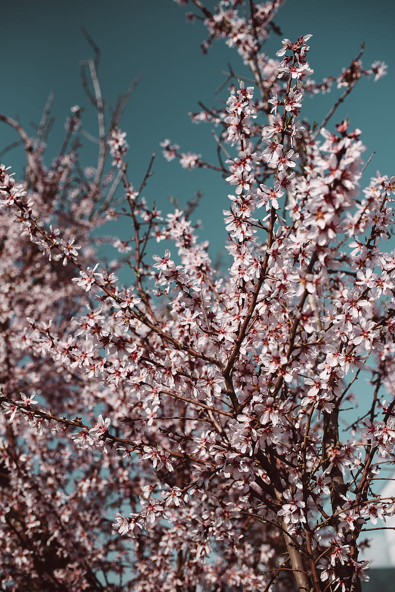 cherry blossom, sakura, petals, branches, twigs, Flowers, HD phone wallpaper