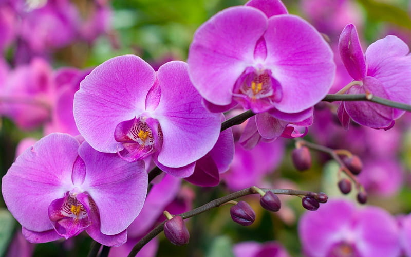 tropical flowers, beautiful flowers, orchids, pink orchid, HD wallpaper