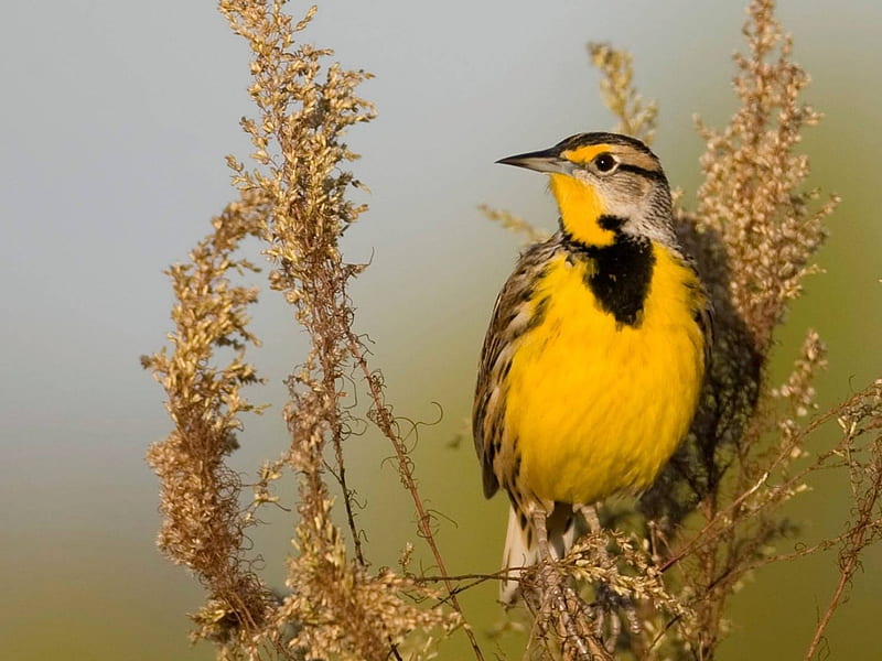 Bird of the wetlands, wetlands, yellow bird, dry reeds, HD wallpaper