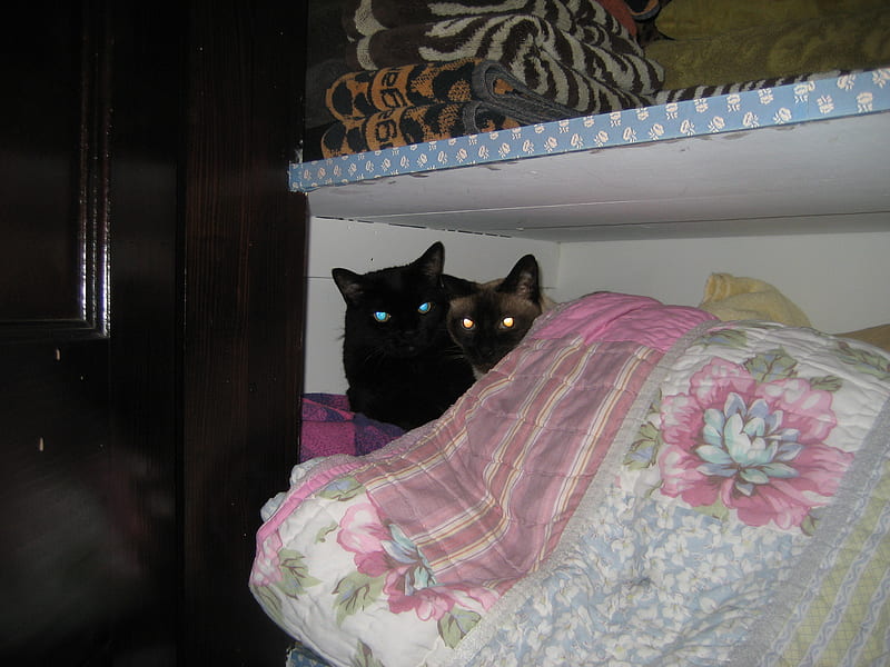 Sleeping in the Closet, siamese cat, black cat, HD wallpaper