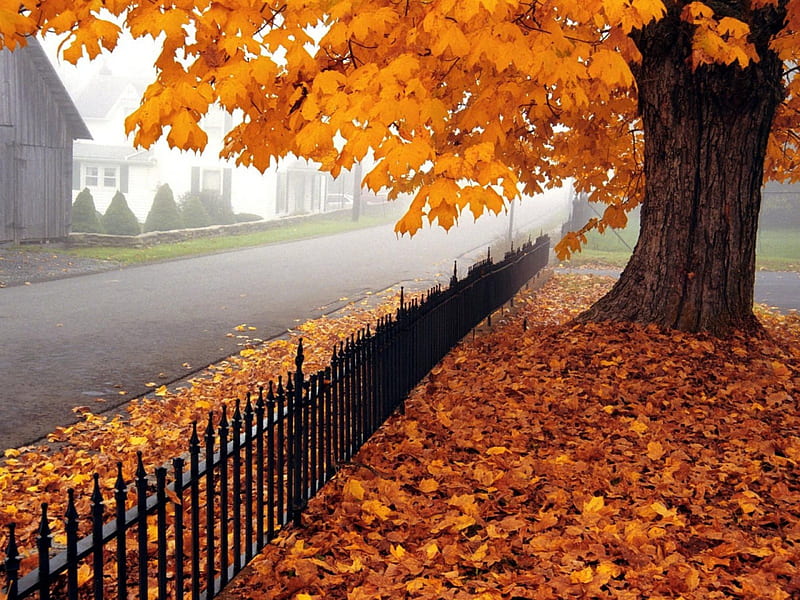 autumn walk, fence, leaves, road, orange, HD wallpaper