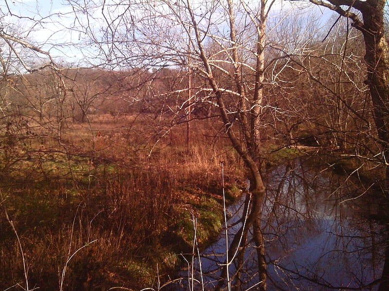 field behind my house, stream, grass, trees, field, blue, HD wallpaper