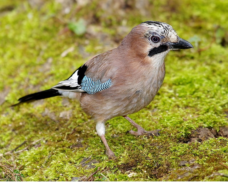 Jay, Crow Family, Nature, Bird Species, HD wallpaper