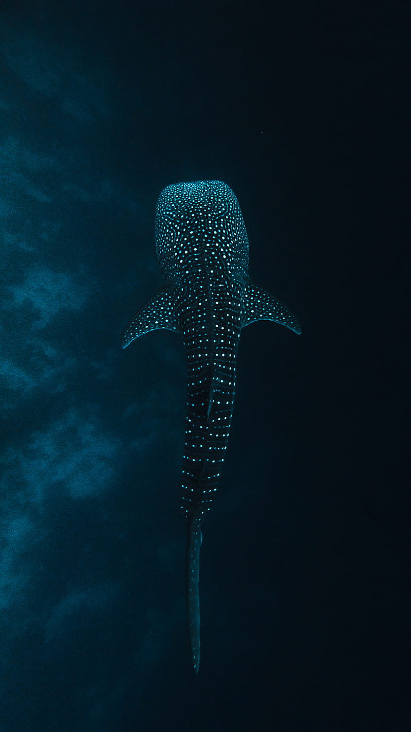 Whale Shark, #gopro, #maldives, #nature, #ocean, #shark, #travel, #underwater, #, HD phone wallpaper