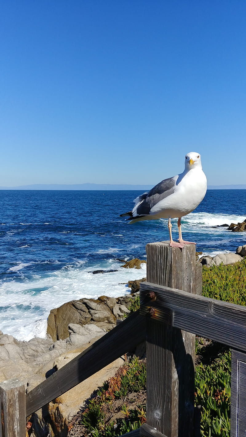 Ocean bird, gull, HD phone wallpaper