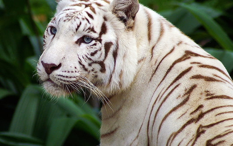 white tiger-2012 animal Featured, HD wallpaper