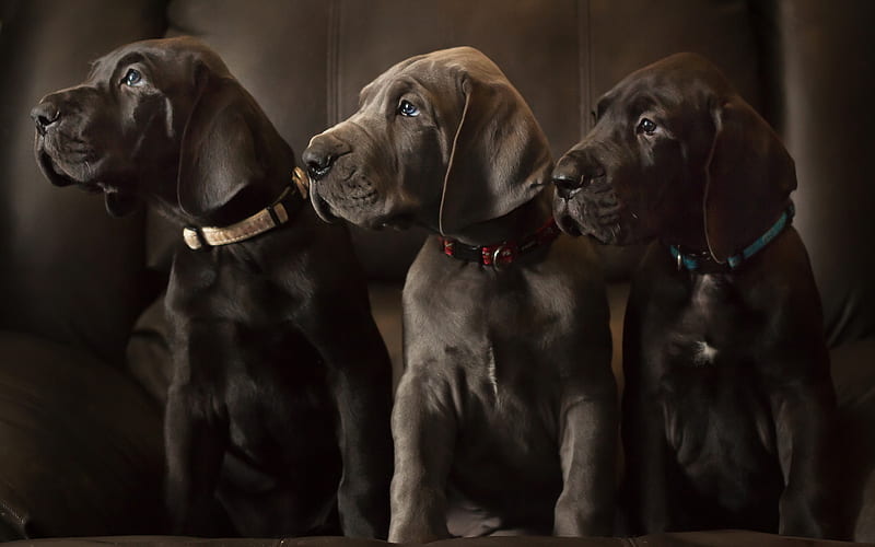 retrievers, black puppies, labradors, small cute dogs, pets, puppies, dogs, HD wallpaper
