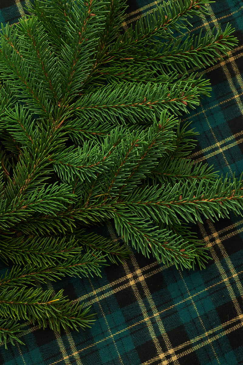 pine, branch, needles, green, HD phone wallpaper