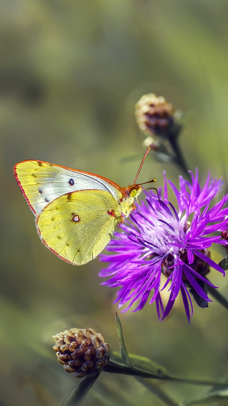 1920x1080px, 1080P free download | Butterfly on Macro Flower, nature