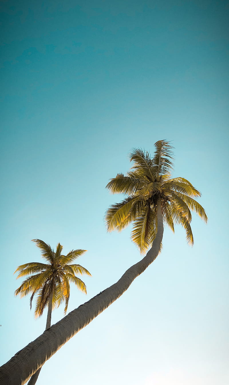 Palm Tree, blue, colorful, island, maldives, nature, palm, palmtree, trees, tropical, wanderlust, HD phone wallpaper