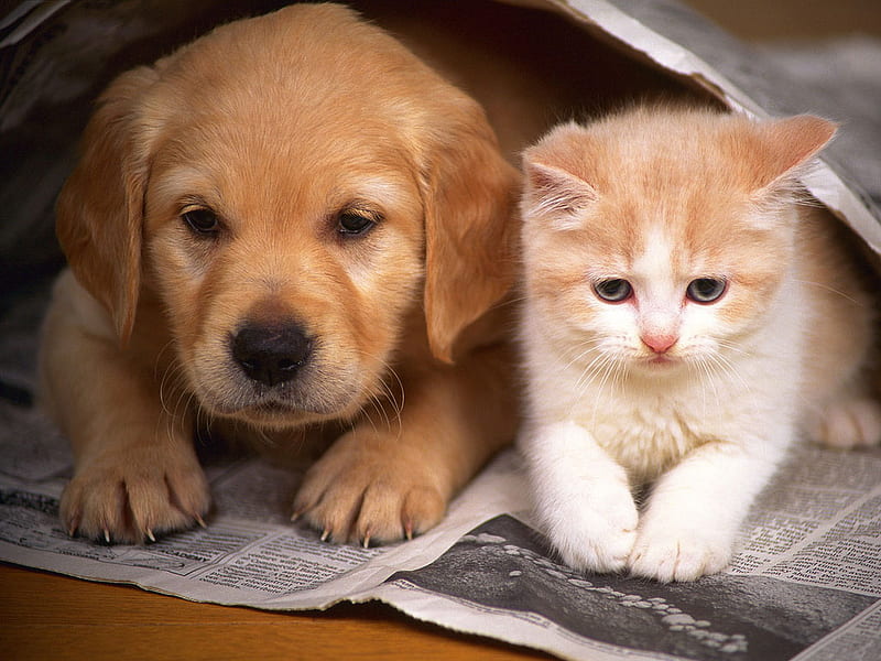 Cat and Dog, cachorro, cat, puppy, dog, animal, cat, HD wallpaper
