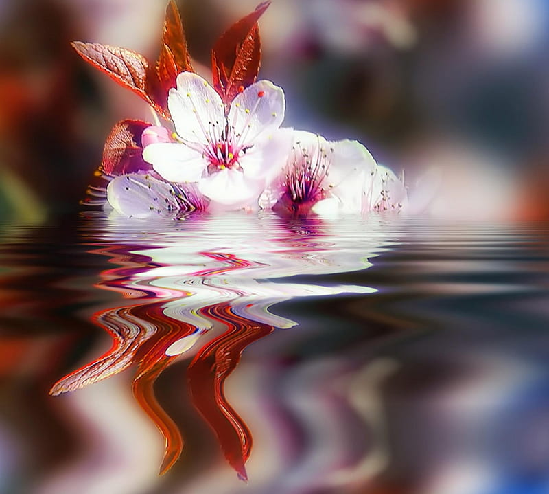 Reflexión de la flor de cerezo, agua, flor, flores, reflexión, cereza,  Fondo de pantalla HD | Peakpx