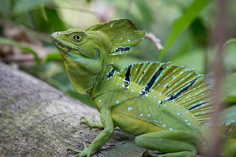 iguana, reptile, lizard, green, HD wallpaper