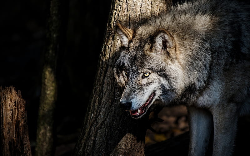 wolf, predator, forest, forest inhabitants, wildlife, HD wallpaper