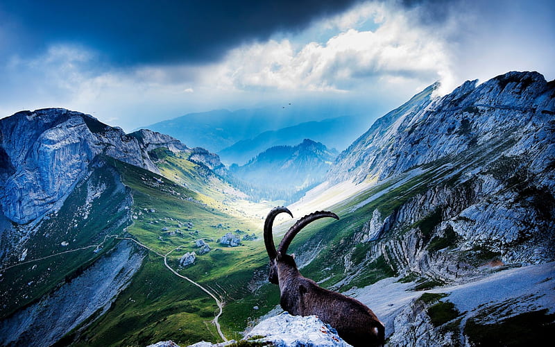 Goat on Mount Pilatus, Scenery, Mountains, Goats, Nature, HD wallpaper