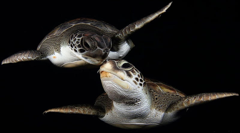 Two Turtles, water, two, Turtles, kiss, pair, HD wallpaper