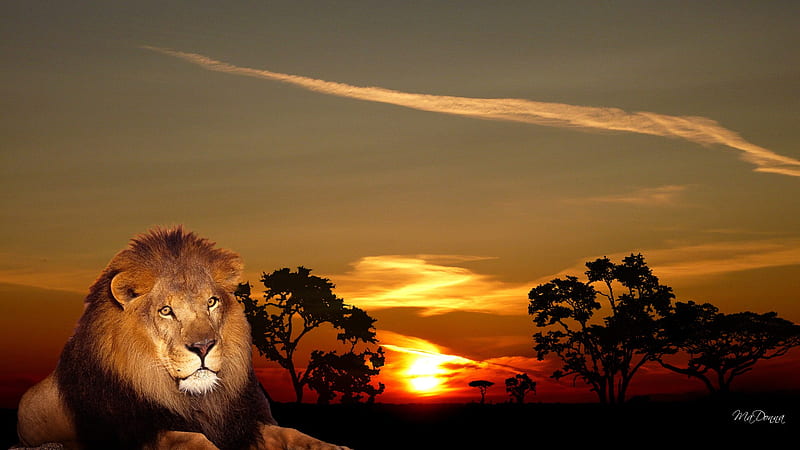 African King, king, male, sunset, trees, sky, lion, africa, wild, beast, HD wallpaper