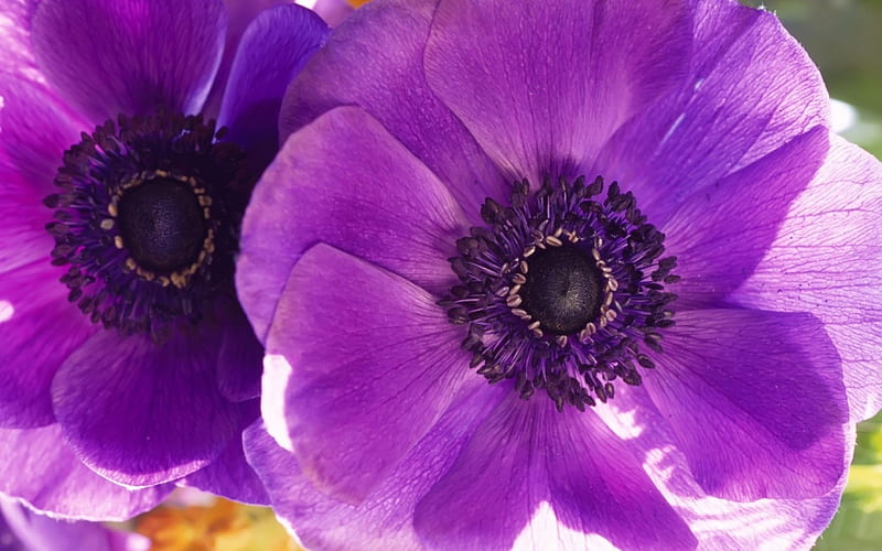 Purple Anemone, summer, garden, petals, blossom, HD wallpaper