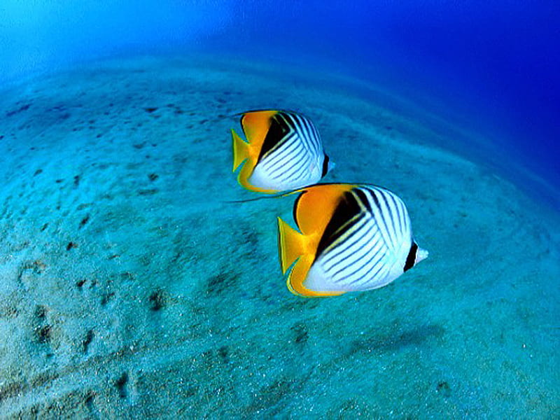 Pescado hermoso, fresco, bonito, pescado, Fondo de pantalla HD | Peakpx