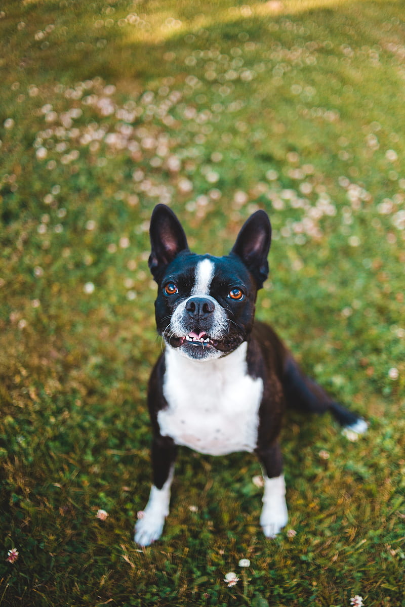 french bulldog, dog, protruding tongue, pet, HD phone wallpaper