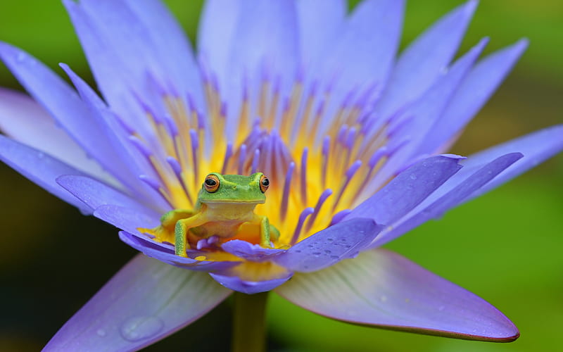 Frog lotus amphibian-2017 Animal, HD wallpaper