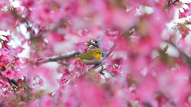 Birds, Japanese white-eye, Bird, Blossom, Japanese White-Eye, Spring, Wildlife, HD wallpaper
