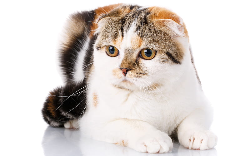 Scottish Fold Cat domestic cat, white-brown cat, pets, cats, cute animals, close-up, Scottish Fold, HD wallpaper