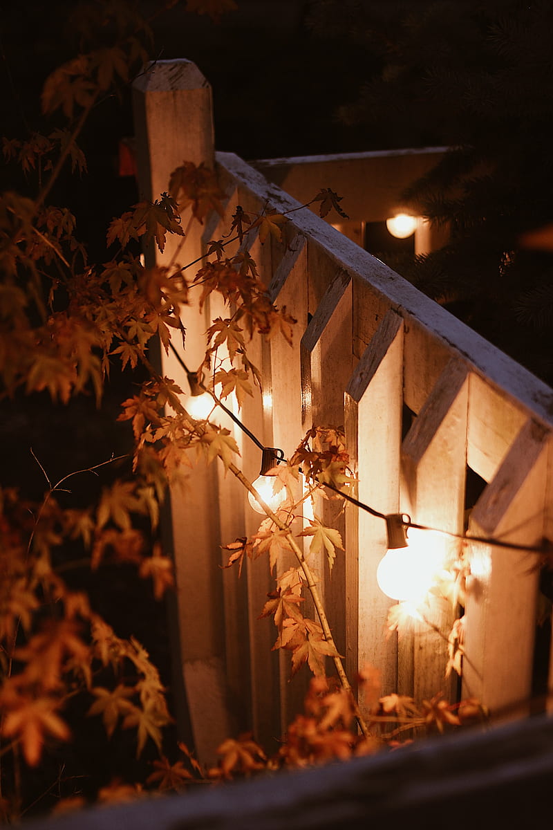 garland, lamps, glow, branches, evening, HD phone wallpaper