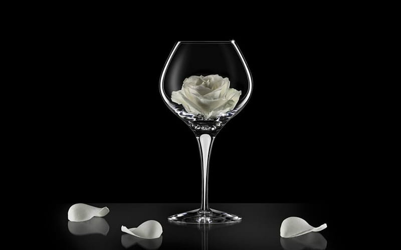 White Rose in the Glass, glass, flower, black, petals, HD wallpaper