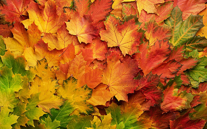 autumn leaves texture, natural autumn gradient, autumn concepts, leaves texture, yellow red leaves, background with autumn leaves, HD wallpaper