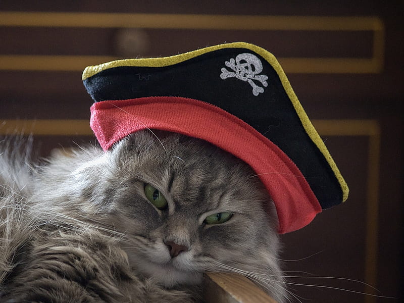 Pirate woke up, daykiney, cat, animal, pirate, hat, vara, summer, funny, pisica, HD wallpaper