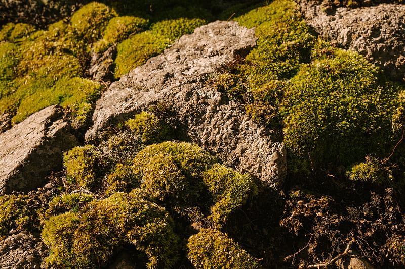 Green moss growing on stony ground, HD wallpaper