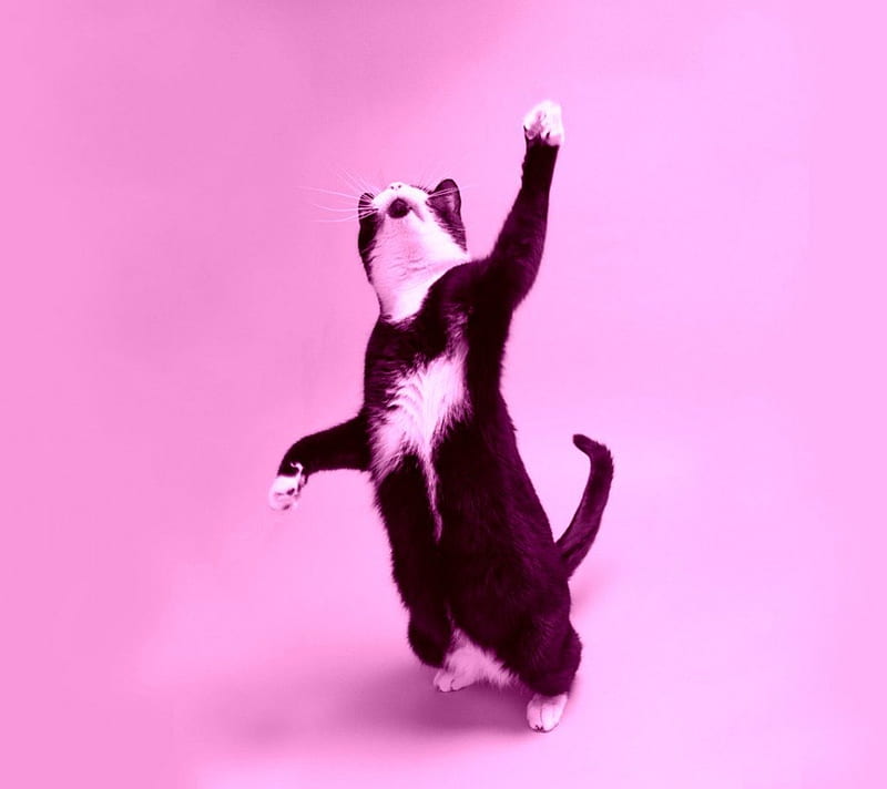 Funny cat, funny, cat, pink, balck and white, animal, play, HD wallpaper