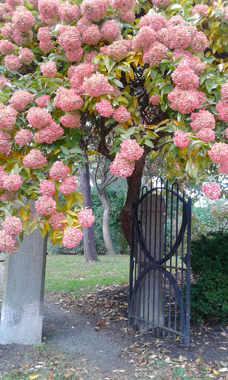 Garden gate, pink hydrangea, HD phone wallpaper