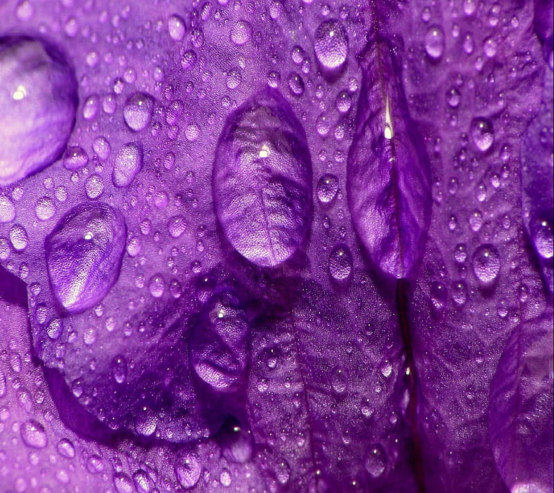 Drops On Flower, 2160x1920, HD wallpaper | Peakpx
